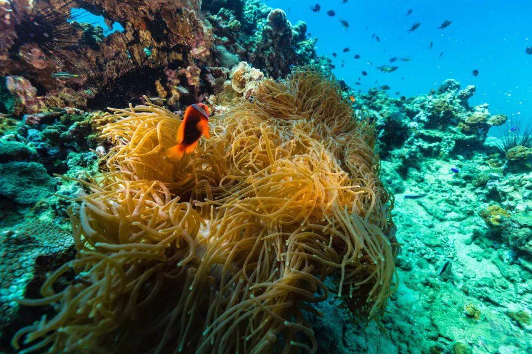 乐鱼体育iOS版-浮潜和潜水比赛，探索海底的神秘世界