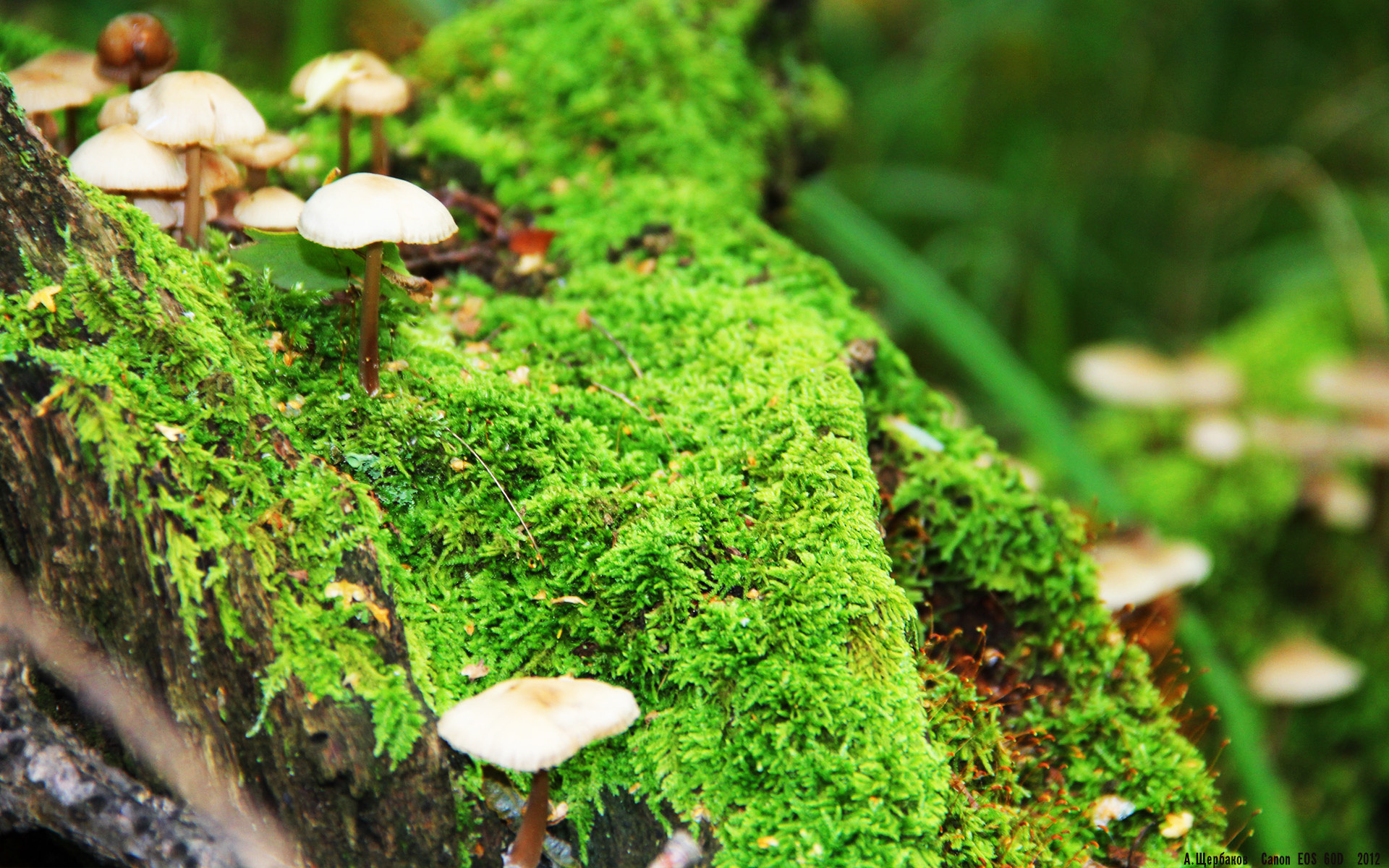 leyucom官网登录入口-RNG选手国际舞台表现出色，rng!