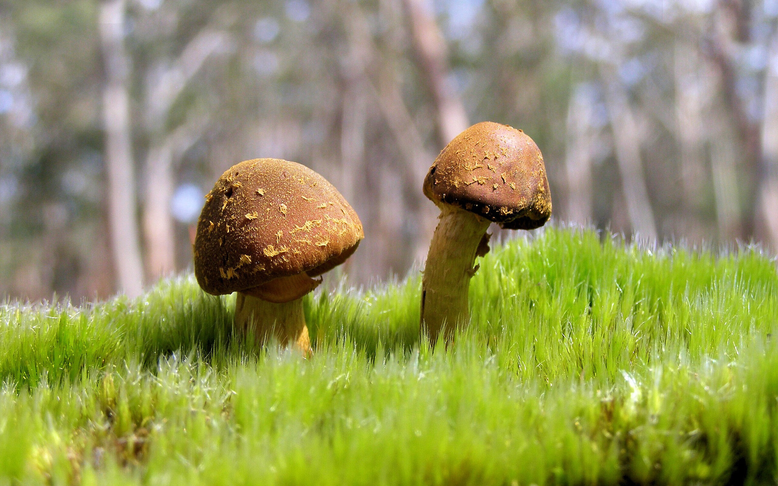 乐鱼体育app官方网站入口-北京国安锋线搭档表现亮眼，北京国安前锋是谁