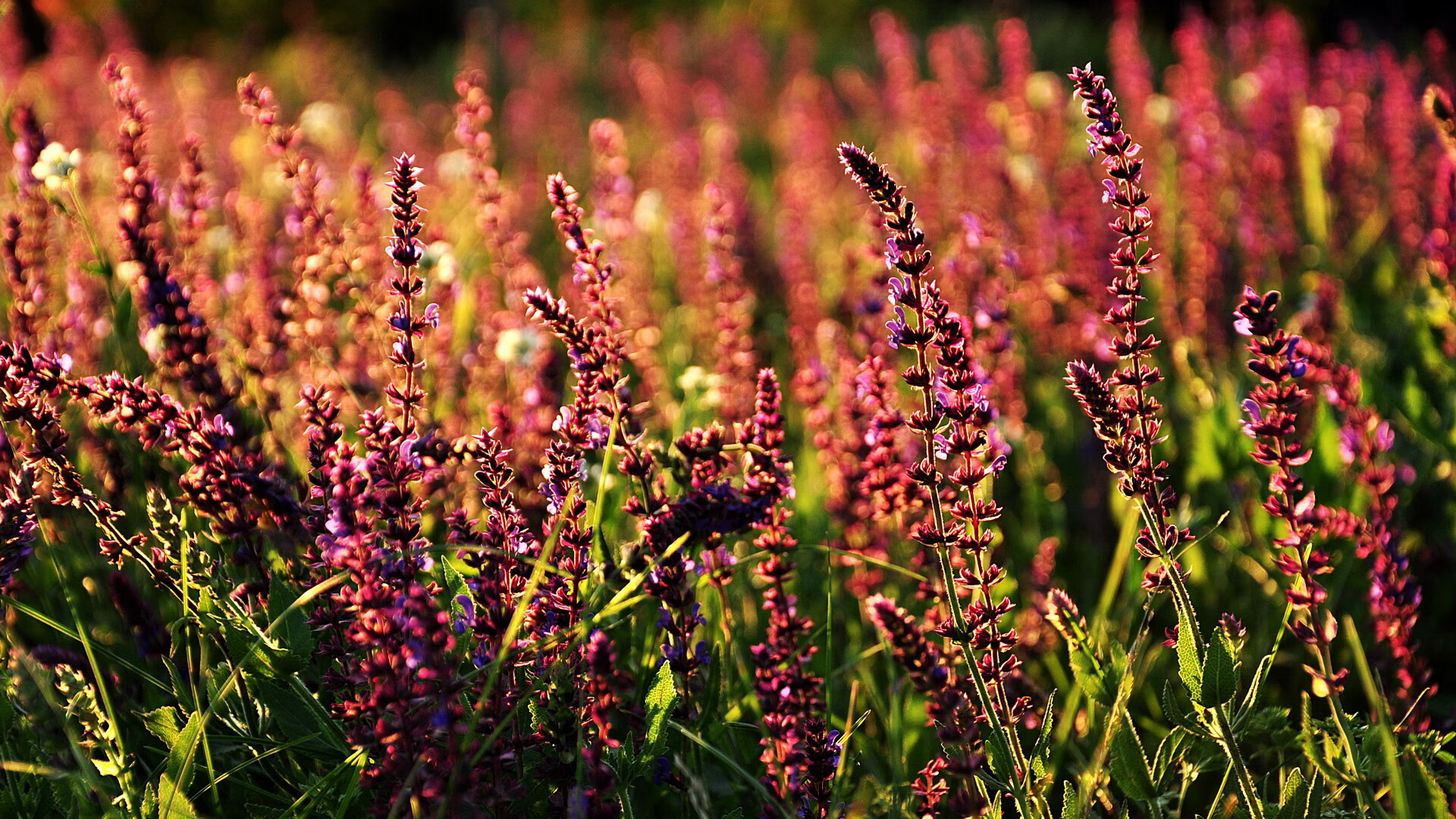 乐鱼体育入口-德国队连胜摩尔多瓦，实现小组赛五连胜，德国队获胜