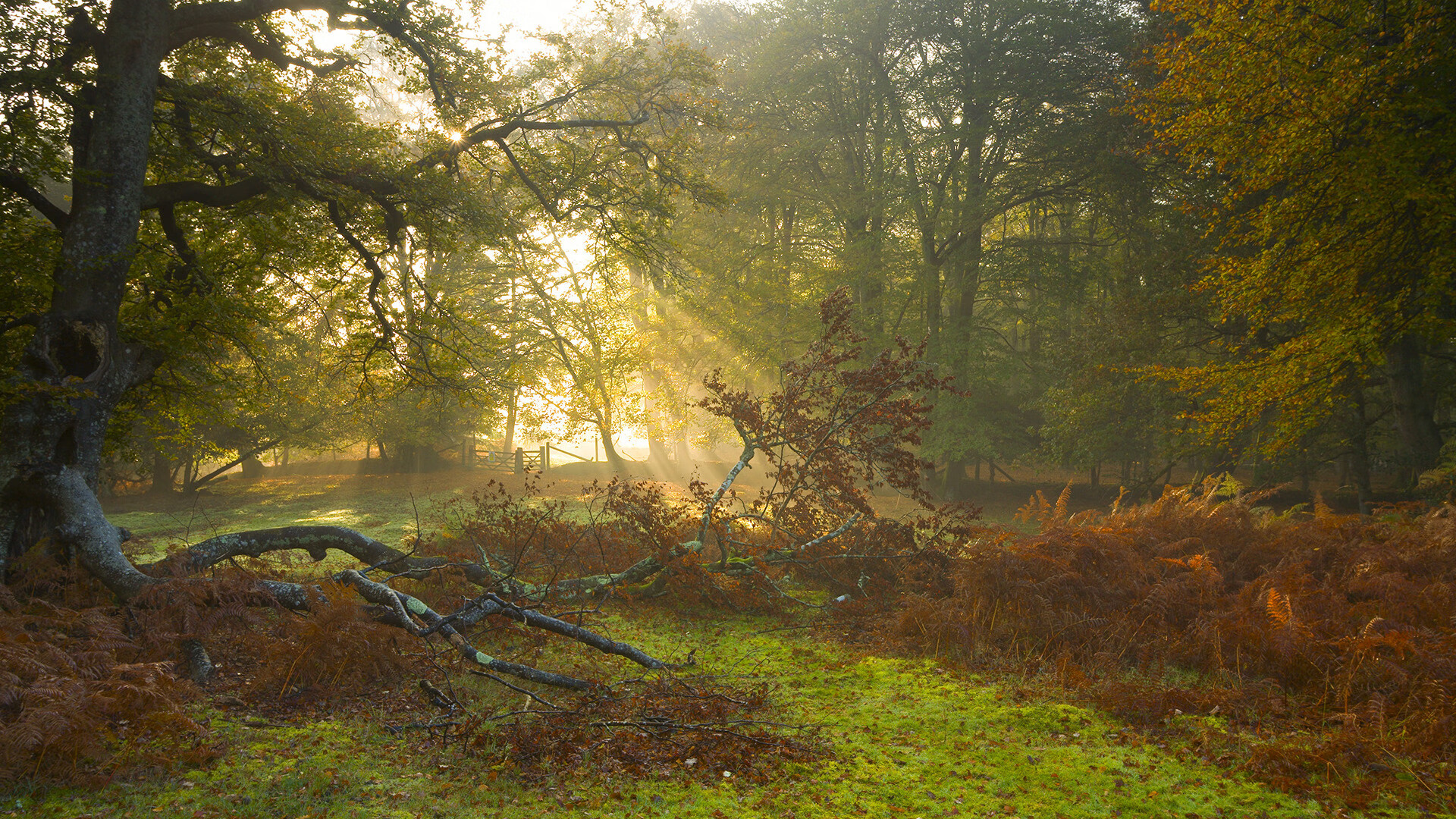 乐鱼体育网站入口-掘金夺冠后是否还能保持统治力，掘金进过总决赛吗