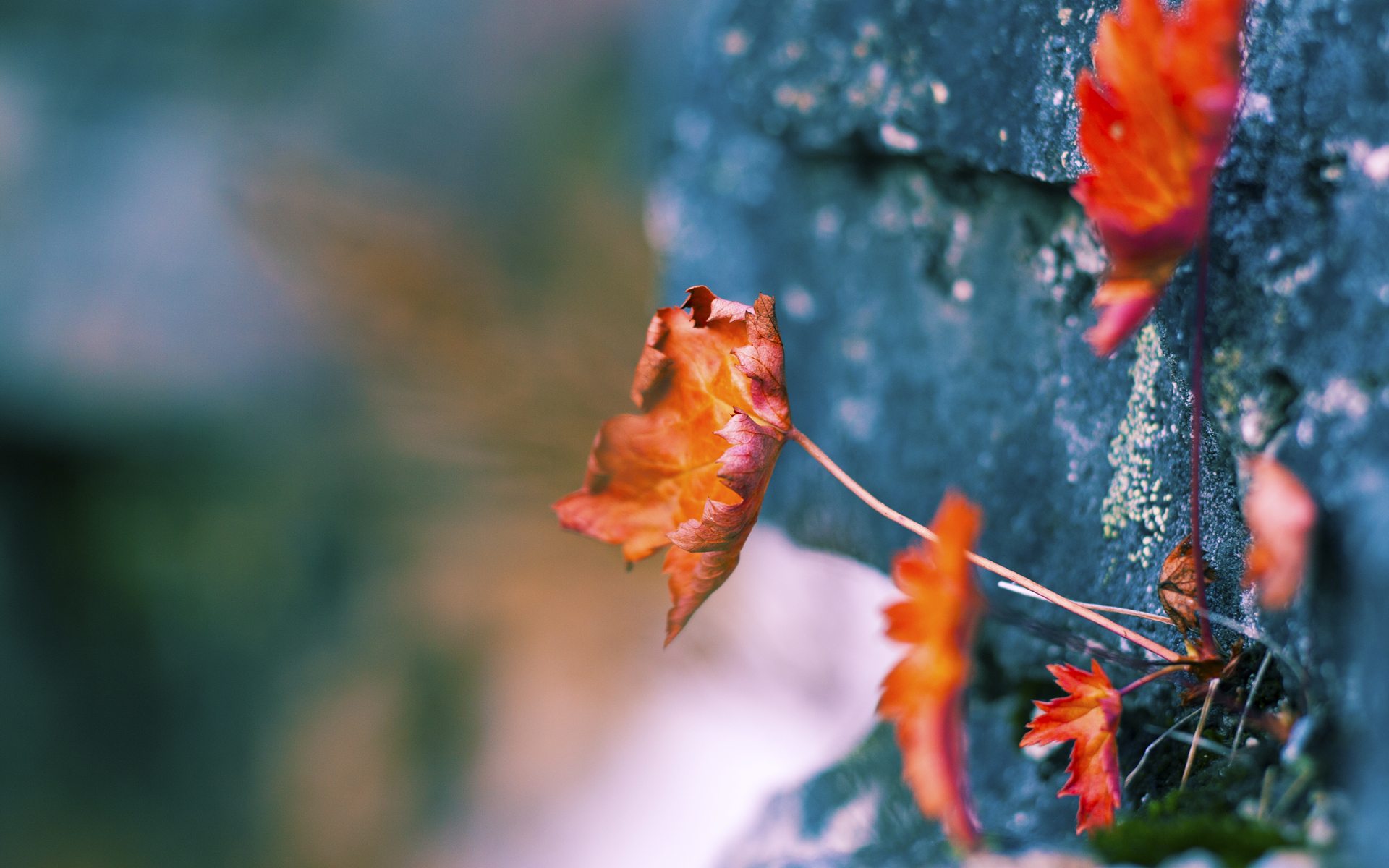 乐鱼体育网页-阿尔巴尼亚队在欧预赛中努力争取晋级机会，阿尔巴尼亚队在欧预赛中努力争取晋级机会的是谁