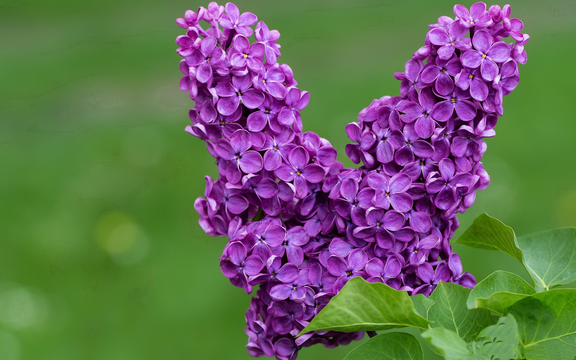 乐鱼体育平台app-球员社媒粉丝破百万，个人影响力吸引赞助商，球员赞助版是什么意思